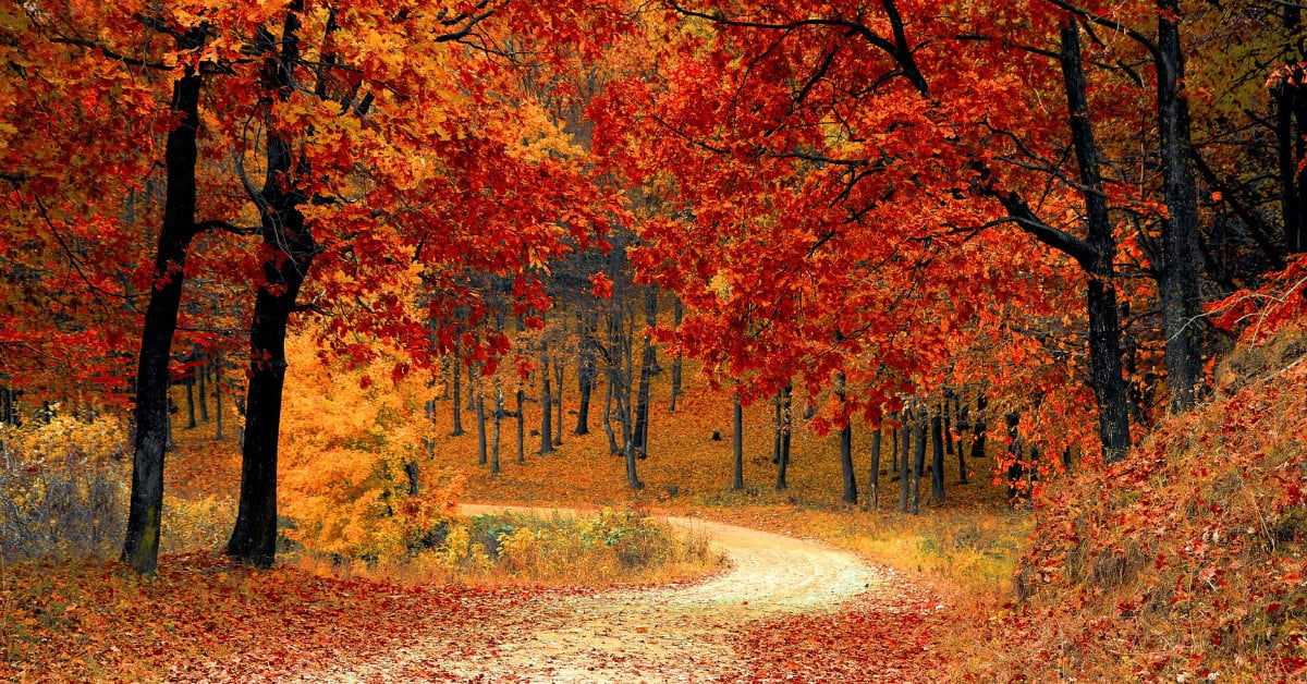 Fall Leaves on a pathway